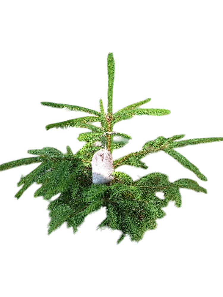 Nadelbaum, geschützt durch saprosi - Wildschutzsäckchen